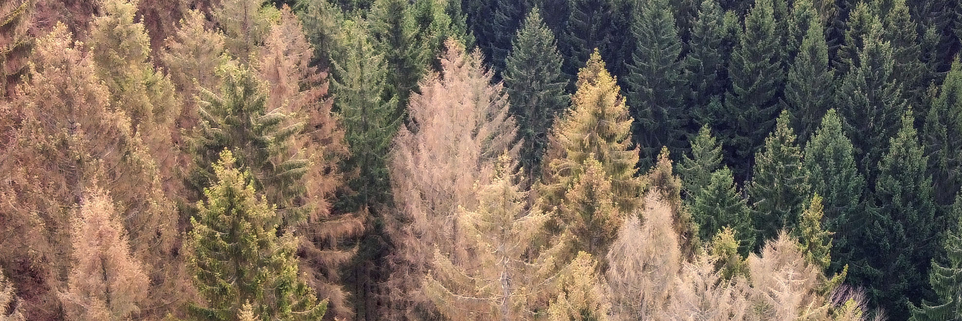 German wood Harz is destroyed by climate change.