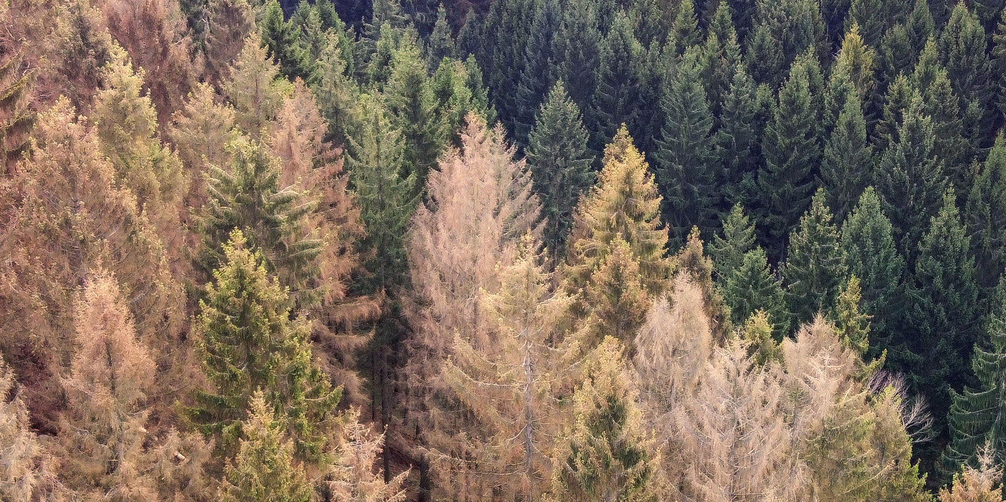 German wood Harz is destroyed by climate change.